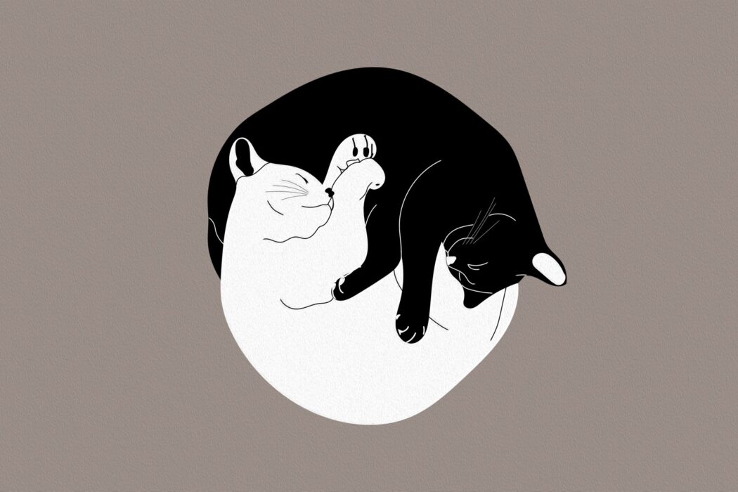 Un gatto bianco e uno nero dormono abbracciati, formando un cerchio.