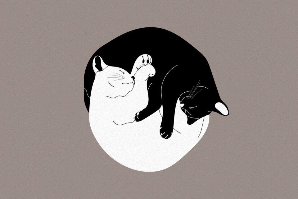 Un gatto bianco e uno nero dormono abbracciati, formando un cerchio.